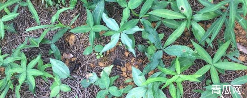 黄精死苗怎么办