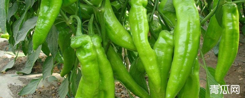 羊角椒和尖椒的区别