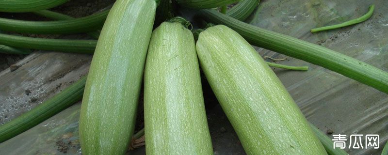 西葫芦开花期间的管理