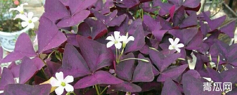 三叶草紫蝴蝶花怎么养