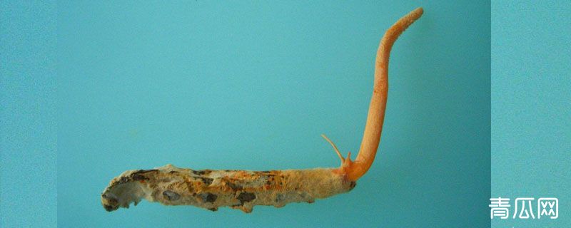 蚕虫草跟蛹虫草有什么区别吗