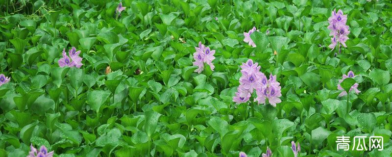 水葫芦什么时候开花