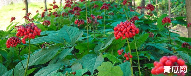 西洋参冬天会冻死吗