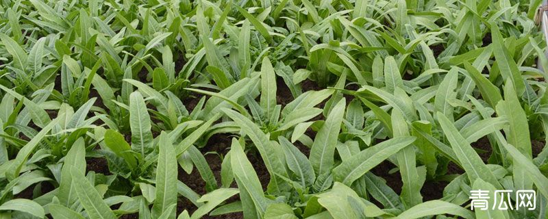 油麦菜为什么会苦