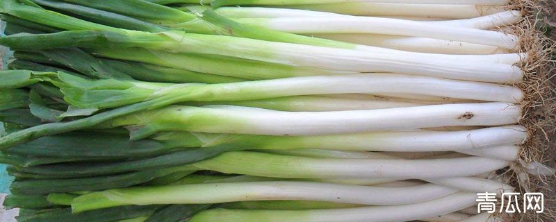 大葱可以做什么菜