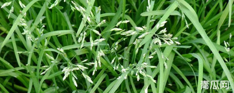 早熟禾种子的发芽温度