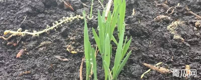 麦芽种植成长过程