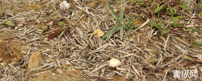 草菇菌种哪里卖