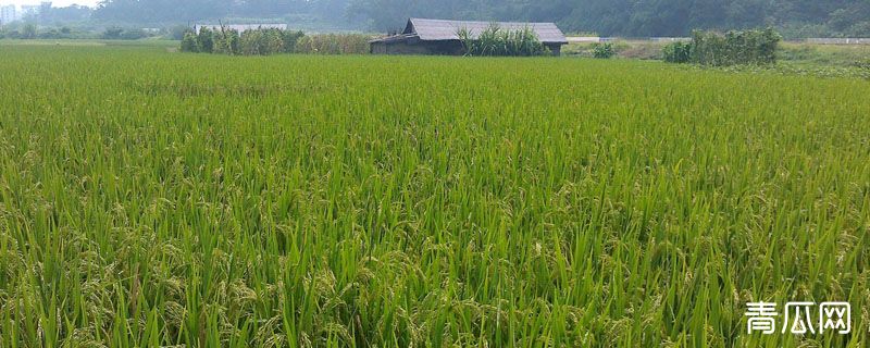 作物品种的三性是指