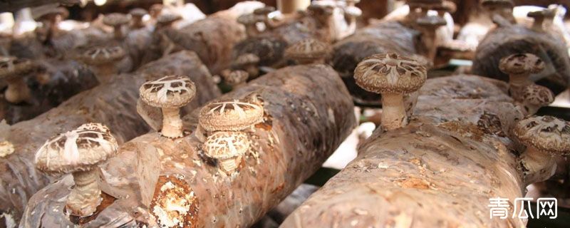 香菇注水后要闷棚几天
