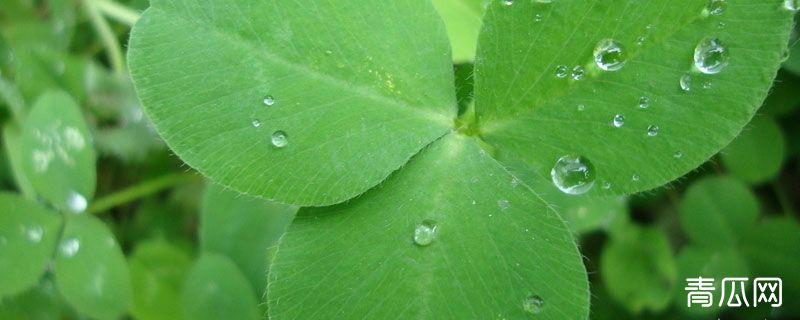 苜蓿草在水里种可以吗