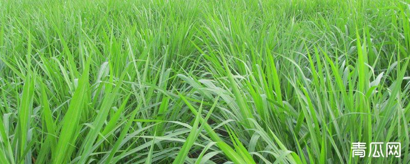 黑麦草发芽温度