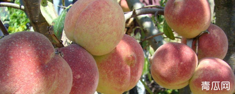 冬桃黑心是怎么回事