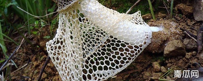 竹荪从哪里长出来的