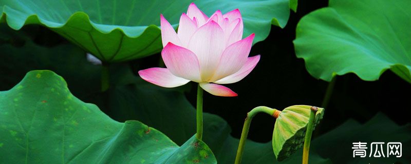 莲藕开的花是什么花