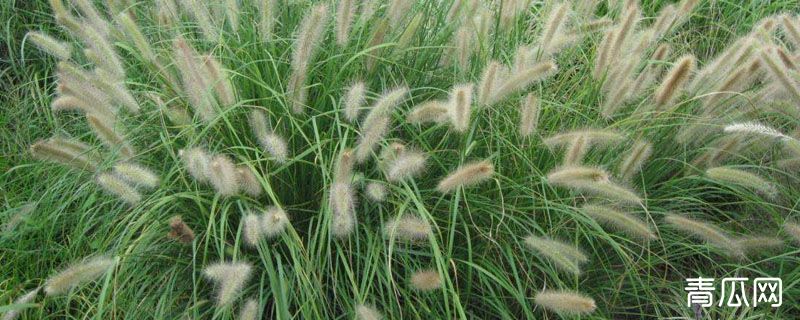 狼尾草小苗的种植方法