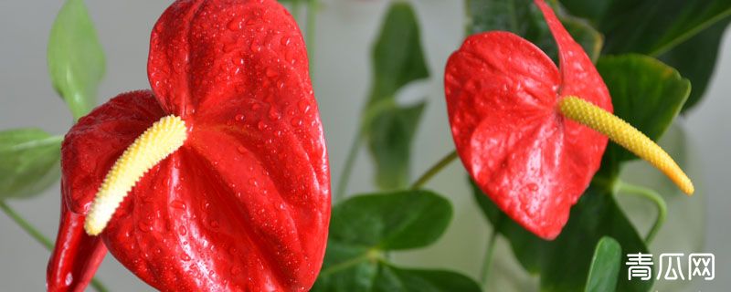 哪些花卉不能施复合肥