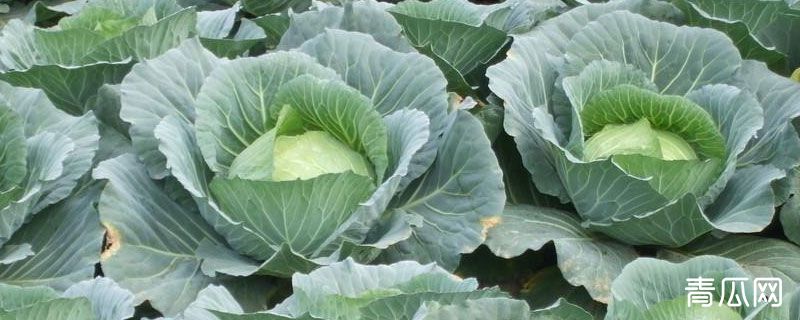 农作物布局的内容是什么