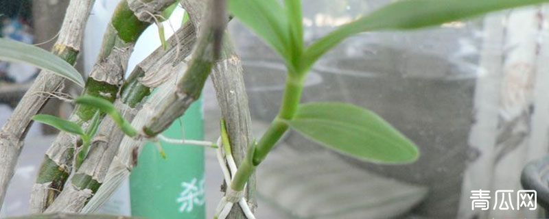 石斛为什么会在上面长出根