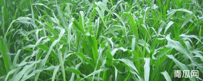 苏丹草冬天可种吗