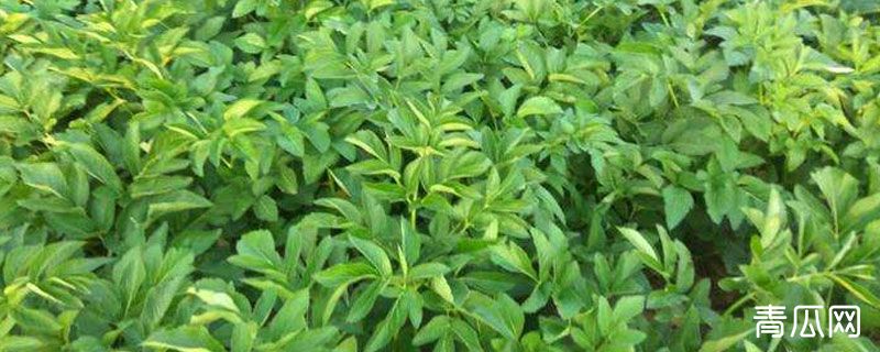 白芷苗后用什么药除草