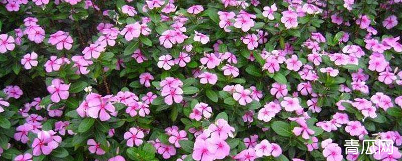 油烟机废油怎制花肥