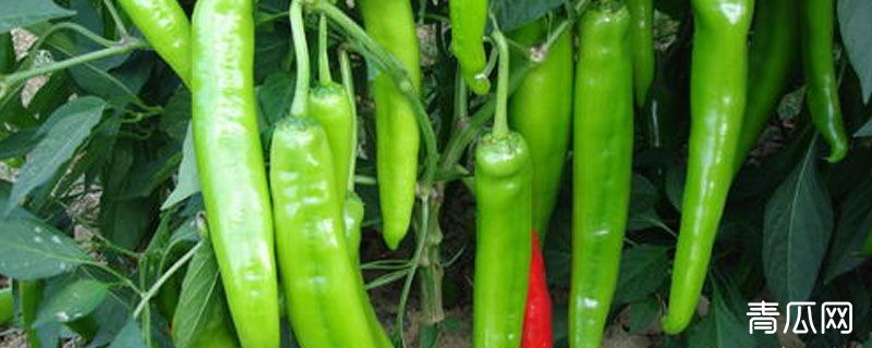 尖椒和杭椒区别