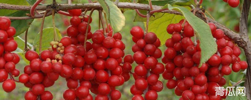 五味子与南五味子的区别