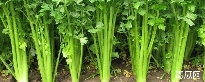 芹菜在哪里生长