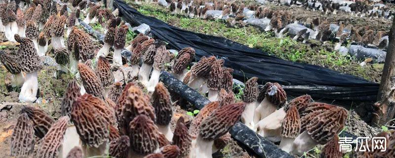 羊肚菌出菇前征兆