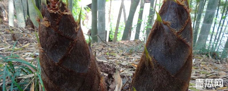 竹笋的生长过程