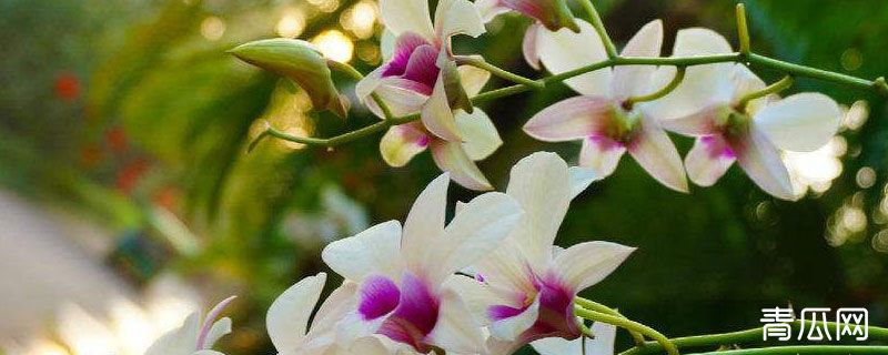 石斛开花后怎样管理