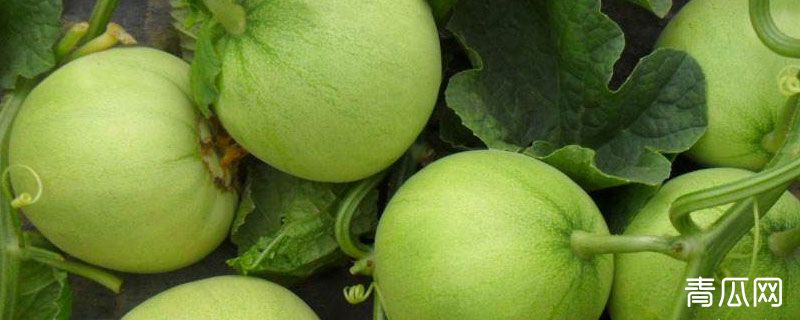 香瓜种植时间和方法