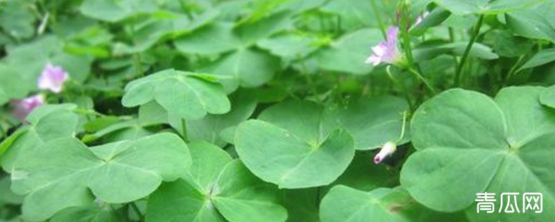 三叶草牧草营养特点