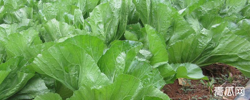 芥菜冬天可以种植吗