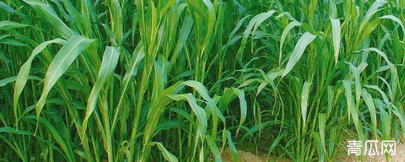 苏丹草可以直接喂羊吗