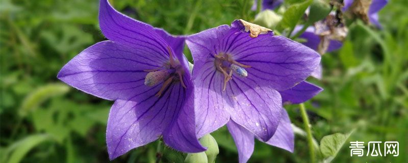 桔梗几年就可以收获