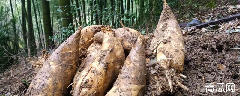 冬笋什么时候开始采挖