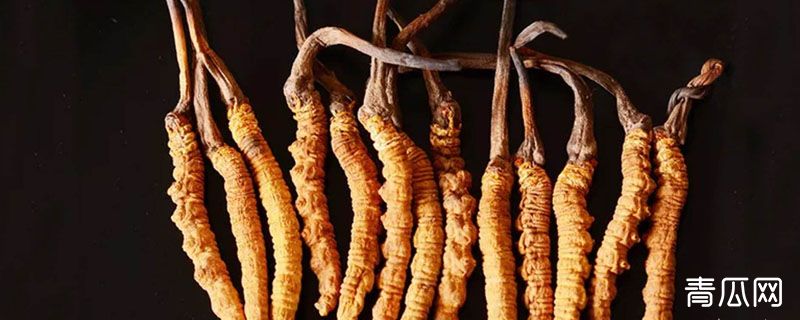冬虫夏草的真菌和幼虫是什么关系