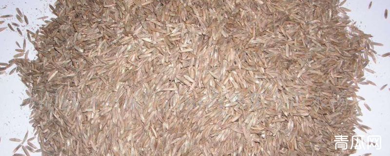 早熟禾种子颜色