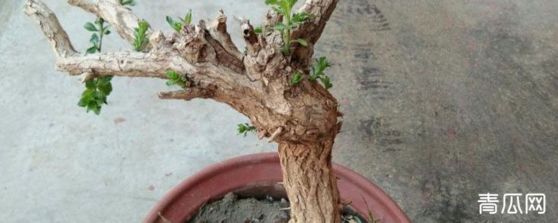 枸杞老桩如何栽培