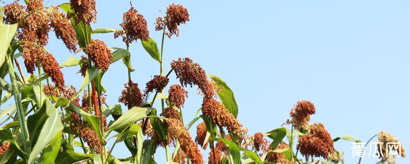 高粱是什么粮食