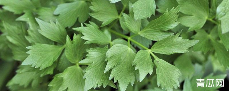 川芎苗后用什么除草