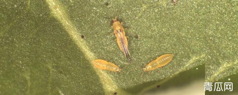 杀蓟马的三个好药