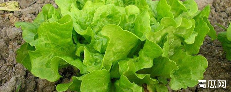 生菜菌核病防治技术