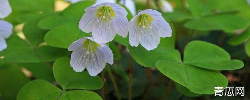 三叶草不开花怎么回事
