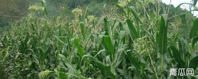 牧草甜高粱每亩地用几斤种子