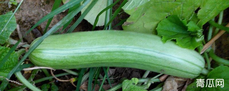生菜瓜是什么