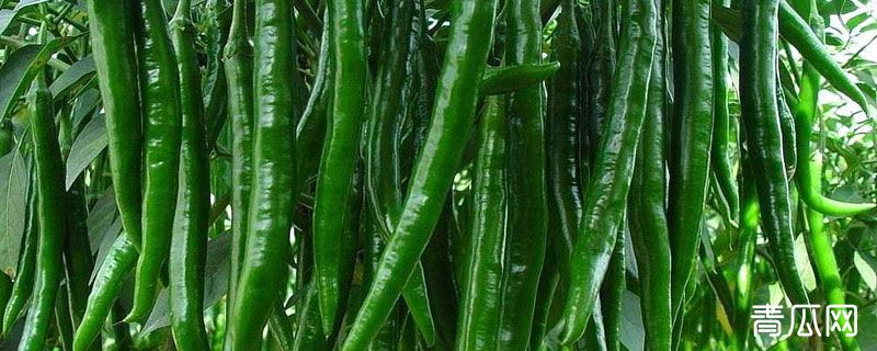 线椒和二荆条哪个更辣