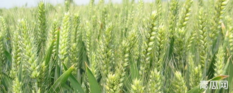 东北平原主要农作物